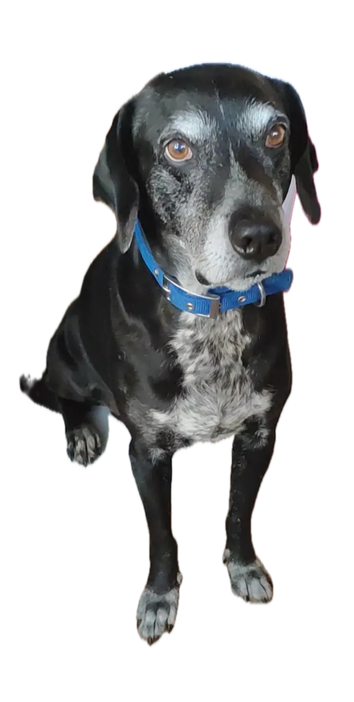 best-boy
